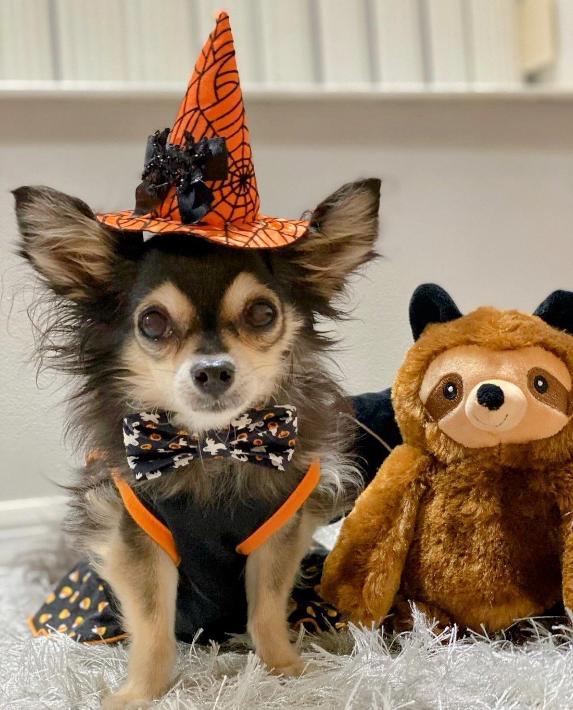 Frogger Bow Tie (Size Medium) - BED & BISCUIT INN